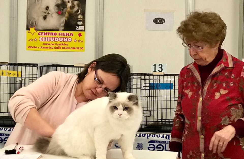 /images/Galeria/Kiállítások (Cat shows)/16298878_376863999347967_5544096282169970045_n.jpg
